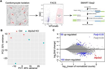 Cas9/AAV9-Mediated Somatic Mutagenesis Uncovered the Cell-Autonomous Role of Sarcoplasmic/Endoplasmic Reticulum Calcium ATPase 2 in Murine Cardiomyocyte Maturation